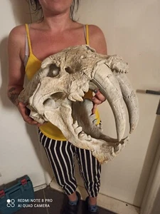 Smilodon populator, skull replika life size 1:1, very big!! - Picture 1 of 21