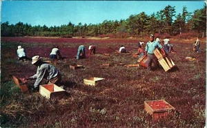 Cranberry Picking Time Cape Cod Massachusetts P6648 Unposted - Picture 1 of 2