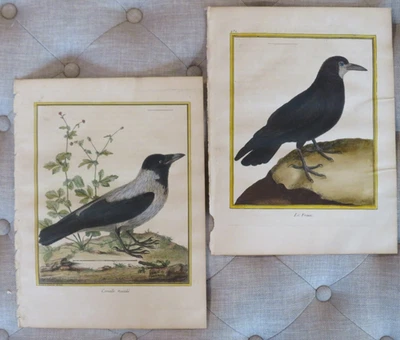 Martinet Birds - 18th Century, Histoire Naturelle des Oiseaux, Pl #76 & 484 Foto 1 de 4