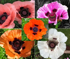 ORIENTAL MOHN MIX Papaver Orientale - 10.000 Samen in loser Schüttung - Bild 1 von 1