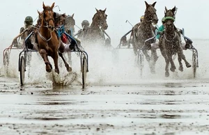 Fototapete - Trabpferd - (7397) - Vlies - Tapete - Trabrennsport XXL - Bild 1 von 1