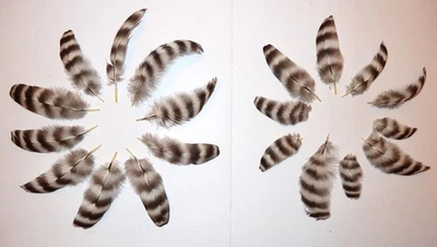 20 Federn Basteln Traumfänger Katzenspielzeug Mähnenschmuck Räucherfächer - Bild 1 von 4