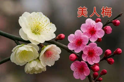 2on 1 Japanese Plum blossom Bonsai With 2 Verities Meiren+lve 美人/绿萼梅提根盆景 - Image 1 of 4