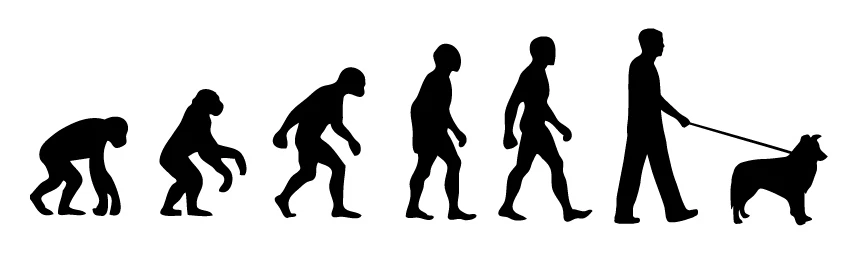 Border Collie Walker 'Evolution' car sticker, vinyl decal - Image 1 of 1