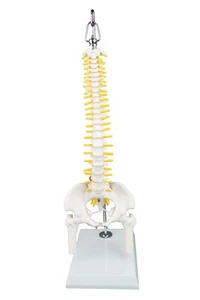 Vision Scientific VAV206 Mini flexible Wirbelsäule - 50 cm | mit Hinterhauptknochen - Bild 1 von 7