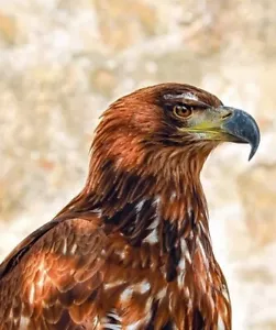 Estampado fotográfico GOLDEN EAGLE 8X10 - Imagen 1 de 1