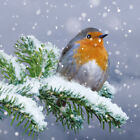 Robin Bird Perched on Pine Branch Photographic Xmas CharityChristmas Cards 6 pk