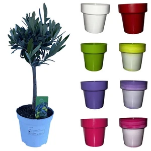 Olivenpflanze ZERTIFIZIERT Mini Baum ⌀12 BUNTE VASE - Bild 1 von 7