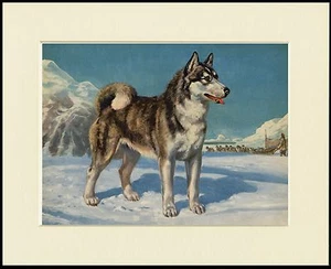 SIBERIAN HUSKY SCHLITTENHUND SCHÖNER DRUCK RAHMENFERTIG MONTIERT - Bild 1 von 1