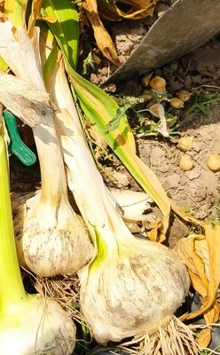 Aglione da seme coltivato in Polesine - Immagine 1 di 2