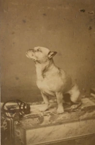 Antique CDV Photographs Dog Portrait - Picture 1 of 8