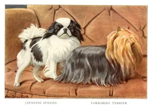 Antique Dog Artwork Louis A Fuertes Artist Japanese Spaniel & Yorkshire Terrier - Picture 1 of 1