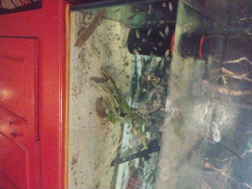 Bebé JAGUAR CÍCLIDOS alrededor de 1" de tamaño. Llegará a ser 2 pies de largo y agresivo Foto 1 de 1