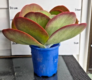 Cacti & Succulents Kalanchoe thyrsiflora - Picture 1 of 3