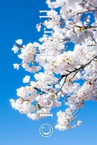 16 x 20 Original Photograph on Canvas, Wall Art, Flowers: Cherry Blossoms (II) - Picture 1 of 2