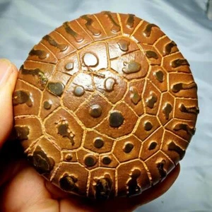 Chinese Natural Stone "Tortoise Back Pattern" Stone Moire Stone  - Picture 1 of 11
