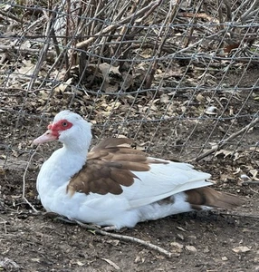 12 Chocolate Pied & Black Pied Muscovy Duck Hatching Eggs - Picture 1 of 5