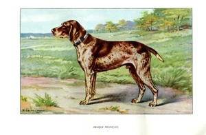 Stampa Antica CANE = BRACCO FRANCESE = Primi del 900 = DOG Old Print - Picture 1 of 1