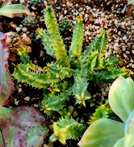 Huernia Zebrina variegated STEM CUTTING - Grow your own succulent plant! - Picture 1 of 7