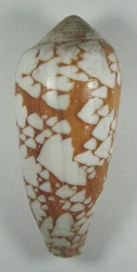 CONUS EPISCOPATUS 79.53mm SUPER CHOICE SPECIMEN Maldives - Picture 1 of 2
