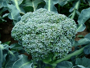 1000 Samen Brokkoli Calabrese ertragreiche mittelfrühe Sorte Brassica - Bild 1 von 3
