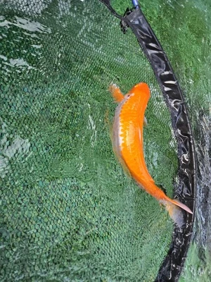 Kohaku Japanese Koi Live Imported 20in - Image 1 of 4