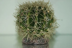 Large Desert Cactus & Spines With Rock Base 10 x 10 x 8 cms Reptiles Plants  - Picture 1 of 3