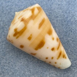 #3 Conus advertex 34.9mm F+ Trawled 140fm Cape Moreton, Queensland, Australia - Picture 1 of 3