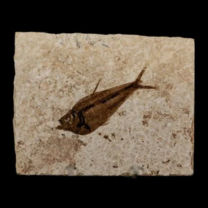 2.4" Diplomystus Dentatus Fossil Fish Green River FM WY Eocene Age COA, Stand - Picture 1 of 8