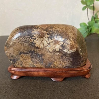 Chrysanthemum stone Suiseki Bonseki Bonsai 820g from Neodani Gifu 006 Foto 1 de 4