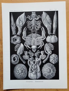 Cirripedia (57) - Large Original Print Haeckel Kunstformen Folio - 1900 - Picture 1 of 1