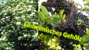 Sambucus nigra Haschberg 60/70 cm schwarzer Holunder Fliederbeere Beeren Obst - Bild 1 von 7
