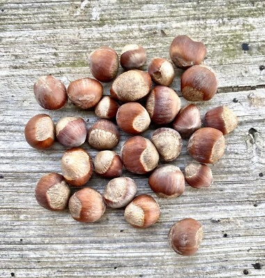 25 American Wild Hazelnut Tree Nut Seeds 2024 ORGANIC Non-GMO USA Native Filbert - Image 1 of 3