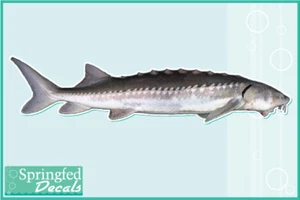 WHITE STURGEON Vinyl Decal Car Truck Window Fishing Sticker - Picture 1 of 1