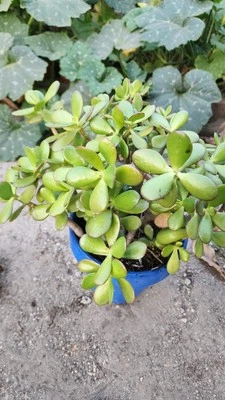 Crassula ovata, planta de jade 13" envío raíces desnudas. Foto 1 de 4