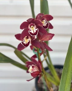CYMBIDIUM SP ORCHID 'RED ARROW' WITH BLOSSOM FLOWERS PLANT 048-9 - Picture 1 of 4