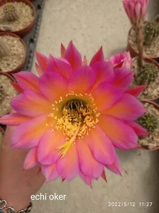 ECHINOPSIS HYBRID OKER POT 10 R.E05 NO COPIAPOA AZTEKIUM ARIOCARPUS ASTROPHYTUM - Foto 1 di 5