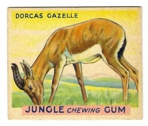 SET BREAK (R78) 1933 Jungle Chewing Gum Card #14 DORCAS GAZELLE - Bild 1 von 2