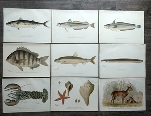 9 impresiones originales antiguas de peces, moluscos, conchas y vida silvestre de Denton 1896-1907 - Imagen 1 de 10