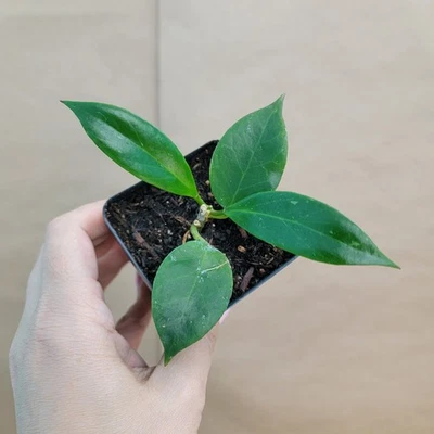 Hoya Sunrise Plant 3" Pot – Rare Trailing Indoor Succulent Vine, Easy Care - Image 1 of 4