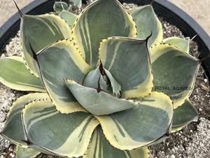 Agave parryi truncata 'Orizaba' Variegated Clone - Larger Size - Rare! - Picture 1 of 2