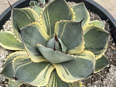 Agave parryi truncata 'Orizaba' Variegated Clone - Larger Size - Rare! - Image 1 of 2