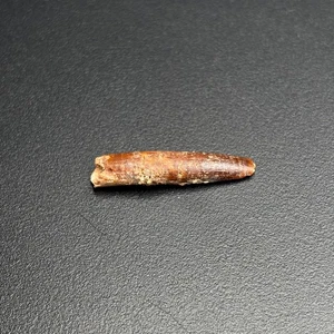Rebbachisaurus garasbae Tooth - Cretaceous Dinosaur Fossil - Morocco - 3cm - Picture 1 of 4