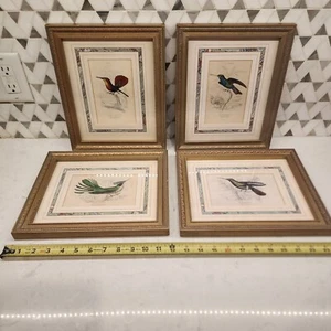 4 Vintage Native Birds Art Print Pictures. Throchilus Mango, Stokesil 11.5"x9.5" - Picture 1 of 10