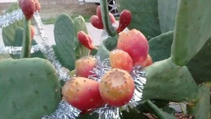 2 Nopales Prickly Pear Cact| Opuntia Cacanapa,  For Planting - Picture 1 of 5