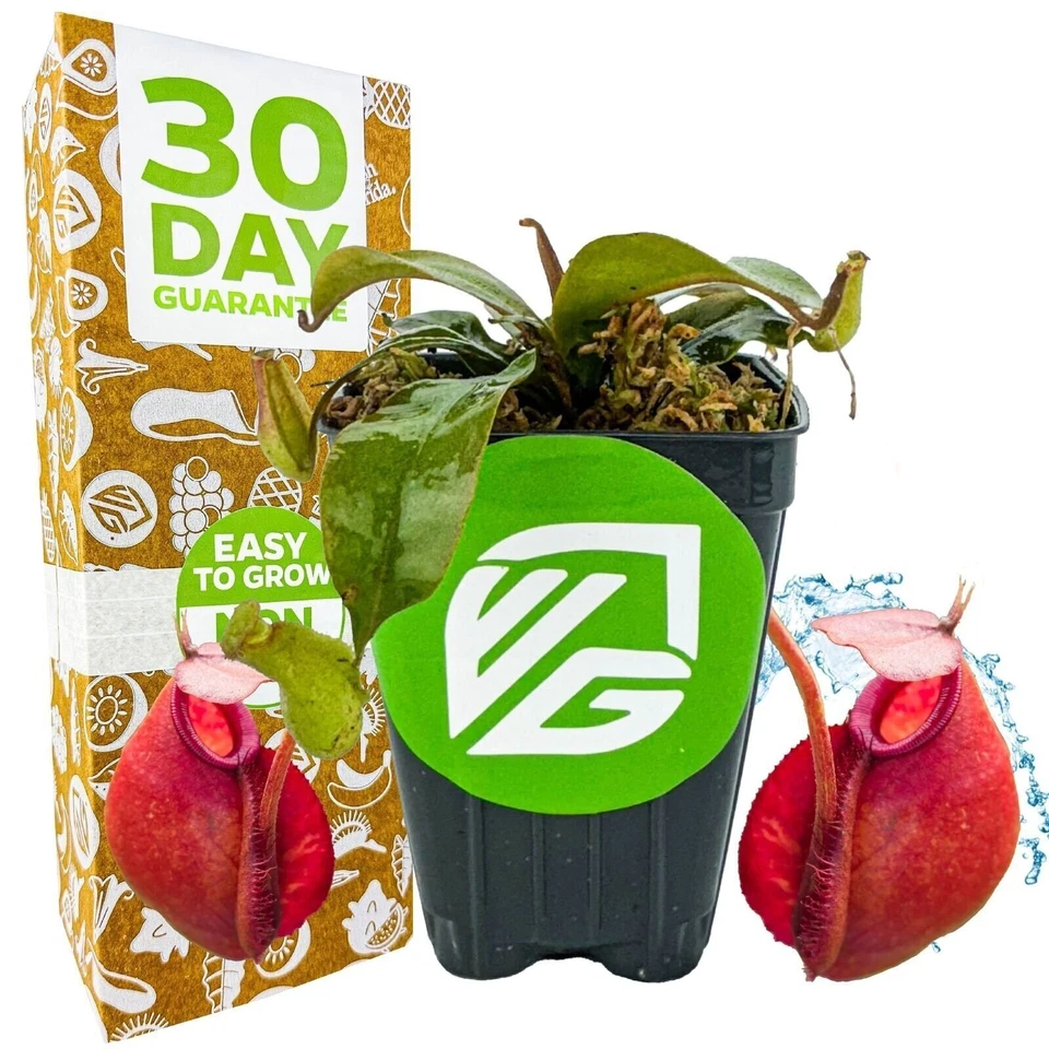 Planta jarra carnívora Lady Luck - Nepenthes ampularia x ventricosa Foto 1 de 4