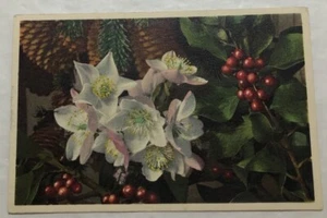 Laurel Cherry & Christmas-Rose Switzerland. Postcard (S2) - Picture 1 of 2
