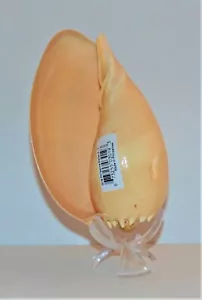 5" - 6" MELO DIADEMA PACIFIC CROWNED MELON SEA SHELL DECOR TROPICAL CRAFT - Picture 1 of 5