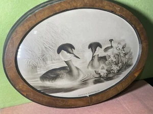 2 Antique J Gould & HC Richter Podiceps Rubricollis Ducks Lithograph Oval Frame - Picture 1 of 10
