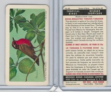 FC34-8 Brooke Bond, Tropical Birds, 1964, #46 RB Thrush Tanager (Black Back)